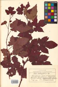 Rubus crataegifolius Bunge, Siberia, Russian Far East (S6) (Russia)