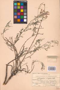 Astragalus varius S.G.Gmel., Eastern Europe, North Ukrainian region (E11) (Ukraine)