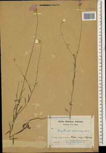 Xeranthemum squarrosum Boiss., Caucasus, Armenia (K5) (Armenia)