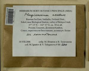 Plagiomnium acutum (Lindb.) T.J. Kop., Bryophytes, Bryophytes - Russian Far East (excl. Chukotka & Kamchatka) (B20) (Russia)