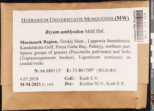 Ptychostomum inclinatum (Sw. ex Brid.) J.R. Spence, Bryophytes, Bryophytes - Karelia, Leningrad & Murmansk Oblasts (B4) (Russia)