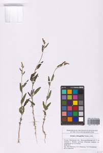 Atriplex oblongifolia Waldst. & Kit., Eastern Europe, Middle Volga region (E8) (Russia)