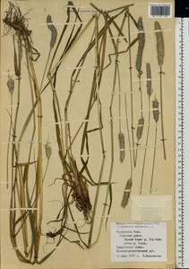 Alopecurus pratensis L., Eastern Europe, Northern region (E1) (Russia)