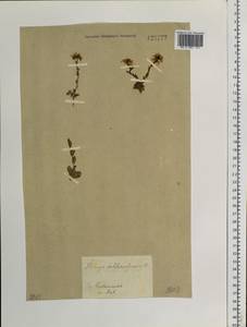 Noccaea cochleariforme (DC.) Á. Löve & D. Löve, Siberia, Baikal & Transbaikal region (S4) (Russia)