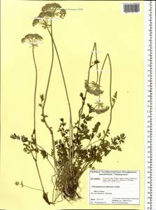 Pachypleurum mutellinoides (Crantz) Holub, Siberia, Central Siberia (S3) (Russia)