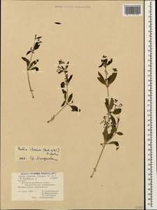 Rubia tinctorum L., Caucasus, Georgia (K4) (Georgia)