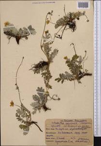 Argentina anserina subsp. anserina, Middle Asia, Northern & Central Kazakhstan (M10) (Kazakhstan)