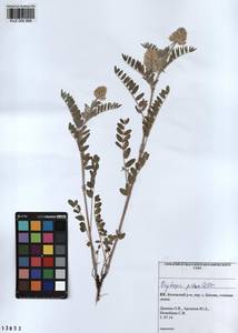 KUZ 000 868, Oxytropis pilosa (L.)DC., Siberia, Altai & Sayany Mountains (S2) (Russia)