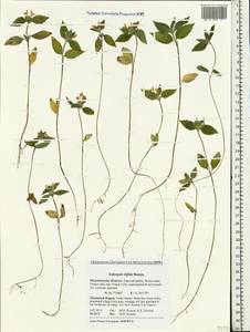 Galeopsis bifida Boenn., Eastern Europe, Northern region (E1) (Russia)