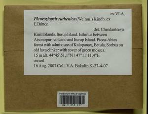 Pleuroziopsis ruthenica (Weinm.) Kindb. ex E. Britton, Bryophytes, Bryophytes - Russian Far East (excl. Chukotka & Kamchatka) (B20) (Russia)