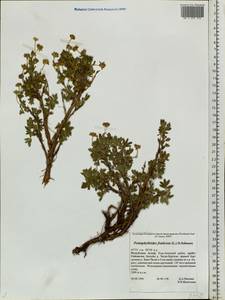 Dasiphora fruticosa (L.) Rydb., Siberia, Altai & Sayany Mountains (S2) (Russia)