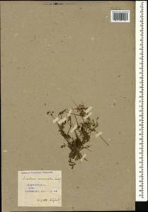 Erodium cicutarium (L.) L'Hér., Caucasus, Azerbaijan (K6) (Azerbaijan)