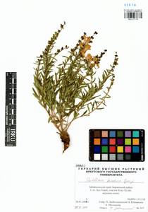 Scutellaria baicalensis Georgi, Siberia, Baikal & Transbaikal region (S4) (Russia)