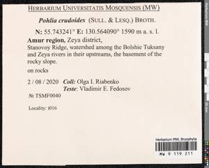 Pohlia crudoides (Sull. & Lesq.) Broth., Bryophytes, Bryophytes - Russian Far East (excl. Chukotka & Kamchatka) (B20) (Russia)