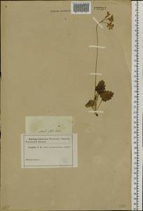 Primula cortusoides L., Siberia, Altai & Sayany Mountains (S2) (Russia)