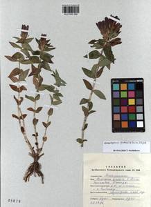 KUZ 000 386, Gentiana septemfida subsp. septemfida, Siberia, Altai & Sayany Mountains (S2) (Russia)
