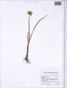 Allium semenovii Regel, Middle Asia, Northern & Central Tian Shan (M4) (Kyrgyzstan)