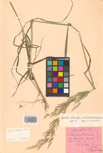 Agrostis stolonifera L., Siberia, Russian Far East (S6) (Russia)