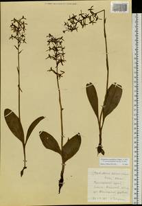 Platanthera metabifolia F.Maek., Siberia, Russian Far East (S6) (Russia)