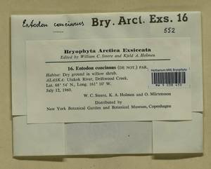 Entodon concinnus (De Not.) Paris, Bryophytes, Bryophytes - America (BAm) (United States)