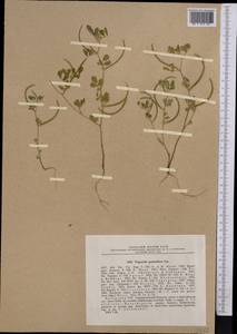 Trigonella geminiflora Bunge, Middle Asia, Western Tian Shan & Karatau (M3) (Kazakhstan)