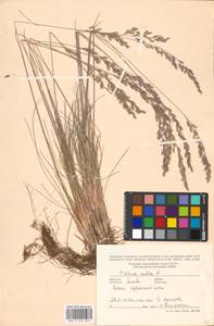 Festuca rubra L., Eastern Europe, Lithuania (E2a) (Lithuania)