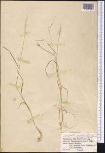 Bromus gracillimus Bunge, Middle Asia, Pamir & Pamiro-Alai (M2) (Tajikistan)