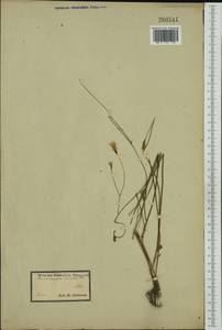 Crepis setosa Hallier fil., Western Europe (EUR) (Croatia)