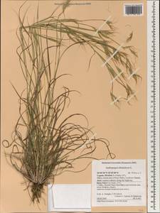 Andropogon distachyos L., South Asia, South Asia (Asia outside ex-Soviet states and Mongolia) (ASIA) (Cyprus)