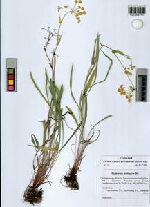 Bupleurum multinerve DC., Siberia, Altai & Sayany Mountains (S2) (Russia)