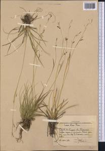 Carex capillaris L., Middle Asia, Western Tian Shan & Karatau (M3) (Uzbekistan)