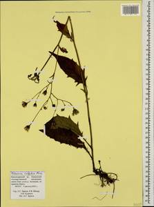 Hieracium lachenalii subsp. cruentifolium (Dahlst. & Lübeck ex Dahlst.) Zahn, Caucasus, Krasnodar Krai & Adygea (K1a) (Russia)