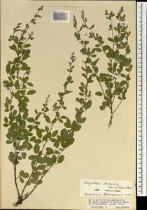 Lespedeza davurica (Laxm.)Schindl., Mongolia (MONG) (Mongolia)