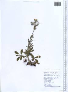 Potentilla astracanica Jacq., Caucasus, Black Sea Shore (from Novorossiysk to Adler) (K3) (Russia)