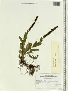 Veronica spicata L., Eastern Europe, Moscow region (E4a) (Russia)