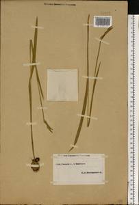 Gladiolus, Eastern Europe, Eastern region (E10) (Russia)