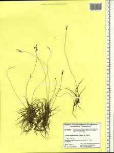 Carex melanocarpa Cham. ex Trautv., Siberia, Central Siberia (S3) (Russia)