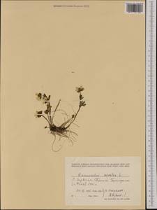 Ranunculus nivalis L., Western Europe (EUR) (Norway)