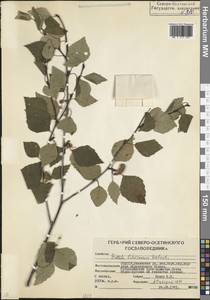 Betula pubescens var. litwinowii (Doluch.) Ashburner & McAll., Caucasus, North Ossetia, Ingushetia & Chechnya (K1c) (Russia)