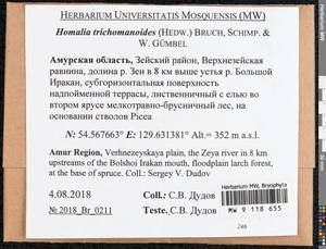 Homalia trichomanoides (Hedw.) Brid., Bryophytes, Bryophytes - Russian Far East (excl. Chukotka & Kamchatka) (B20) (Russia)