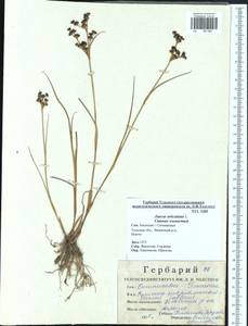 Juncus articulatus L., Eastern Europe, Central region (E4) (Russia)