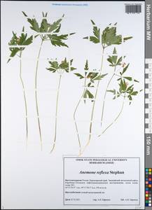 Anemone reflexa Steph. & Willd., Siberia, Central Siberia (S3) (Russia)