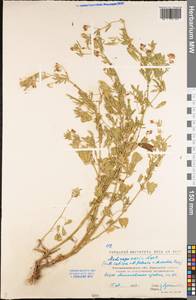 Medicago × varia Martyn, Eastern Europe, North Ukrainian region (E11) (Ukraine)