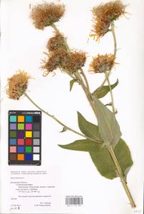 Inula helenium L., Eastern Europe, Central region (E4) (Russia)