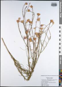 Centaurea cyanus L., Eastern Europe, Central region (E4) (Russia)