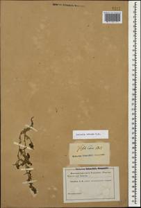 Climacoptera crassa M. Bieb., Caucasus (no precise locality) (K0)