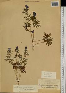 Aconitum ambiguum Rchb., Siberia, Baikal & Transbaikal region (S4) (Russia)