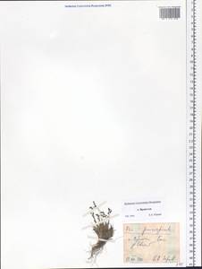 Poa paucispicula Scribn. & Merr., Siberia, Chukotka & Kamchatka (S7) (Russia)