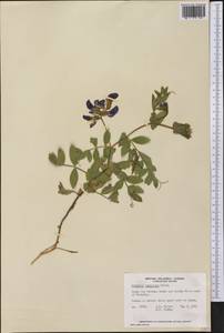 Lathyrus japonicus Willd., America (AMER) (Canada)
