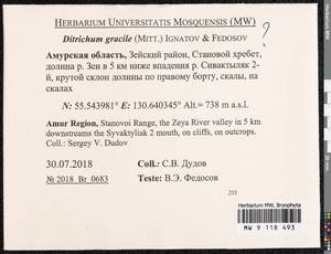 Flexitrichum gracile (Mitt.) Ignatov & Fedosov, Bryophytes, Bryophytes - Russian Far East (excl. Chukotka & Kamchatka) (B20) (Russia)